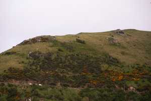 HARINGTON-POINT-DUNEDIN (28)